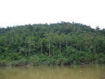 Forest along Kuala Tahan River