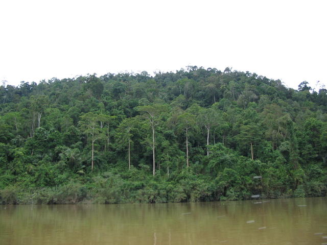 Forest along Kuala Tahan River