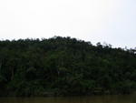 Forest along Kuala Tahan River 2