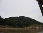 Forest along Kuala Tahan River 3