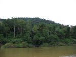 Forest along Kuala Tahan River 4