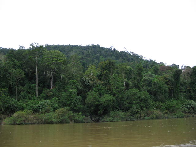 Forest along Kuala Tahan River 4
