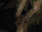Monkey in action at Mutiara Resort