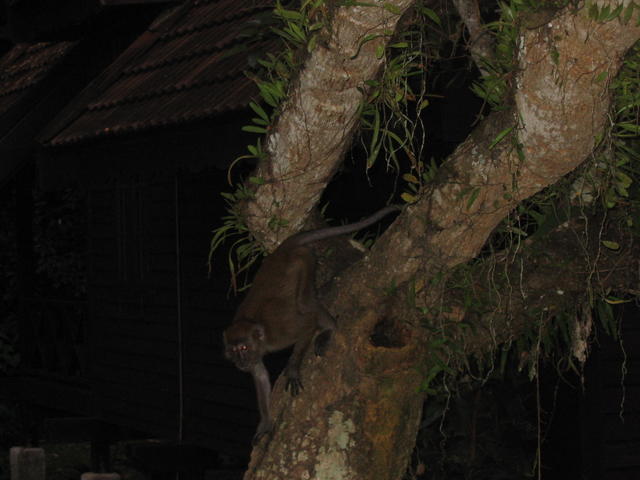 Monkey in action at Mutiara Resort