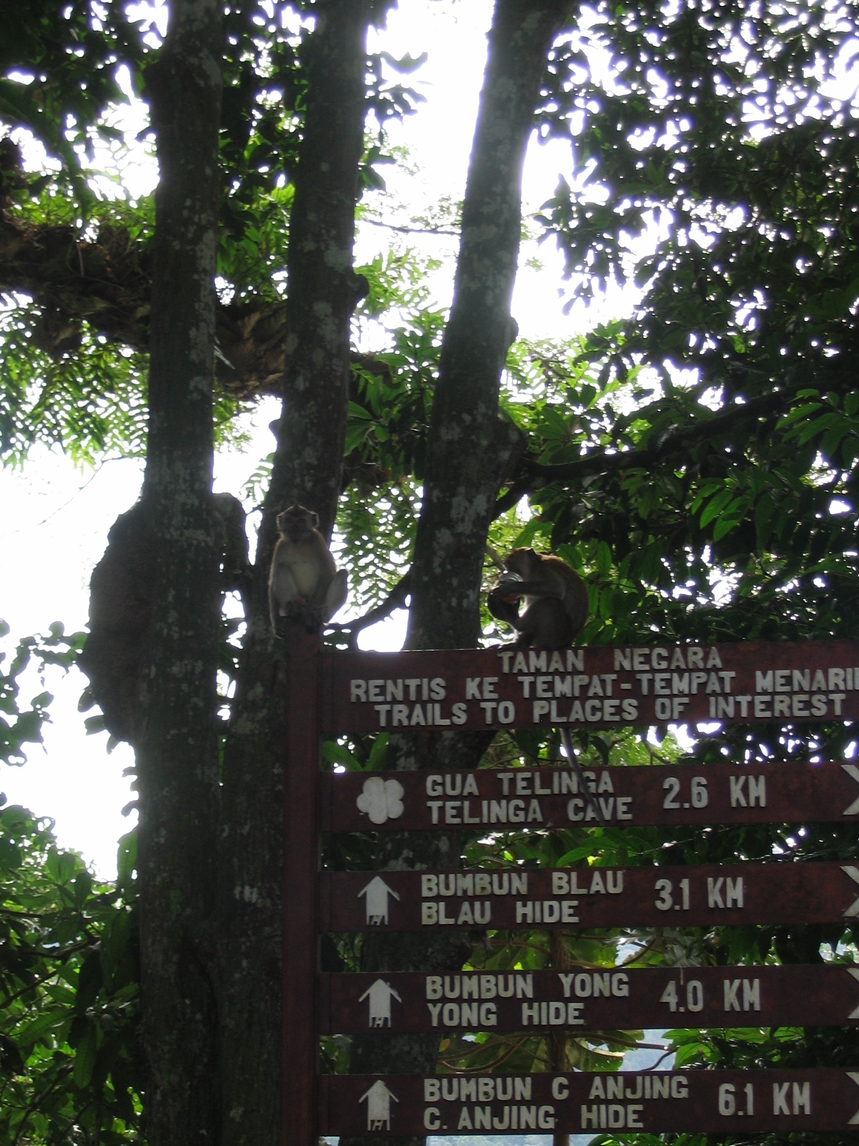 Monkeys on Signboards at Mutiara Resort on National Park