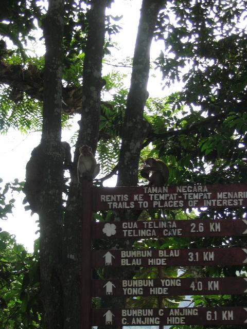 Monkeys on Signboards at Mutiara Resort on National Park