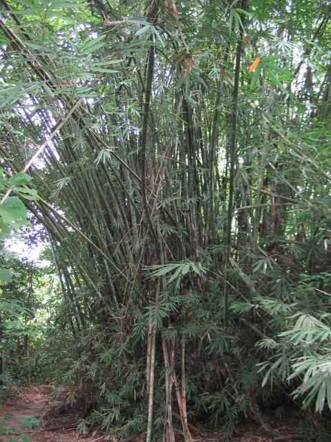 Tmn Negara national park