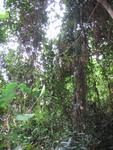 Tmn Negara national park 2