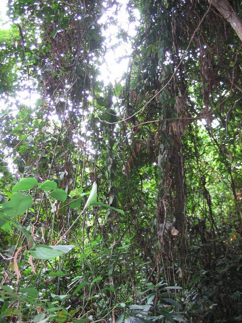 Tmn Negara national park 2