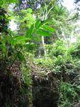 Tmn Negara national park 3