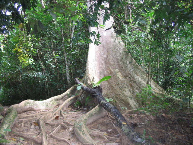 Tmn Negara national park 4
