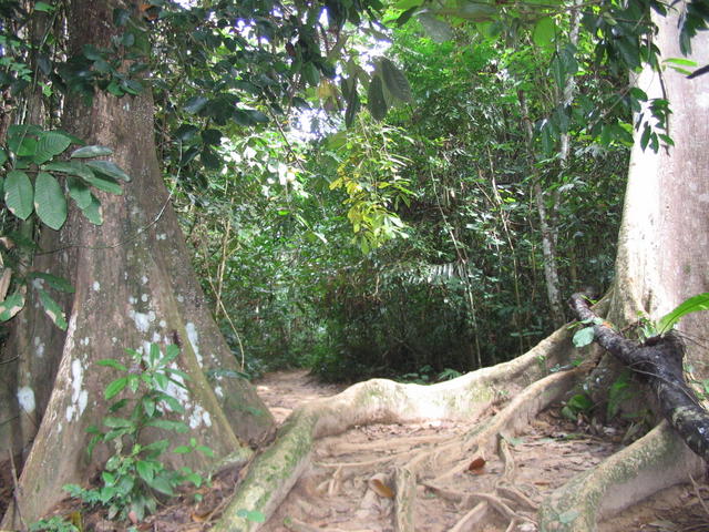 Tmn Negara national park 5
