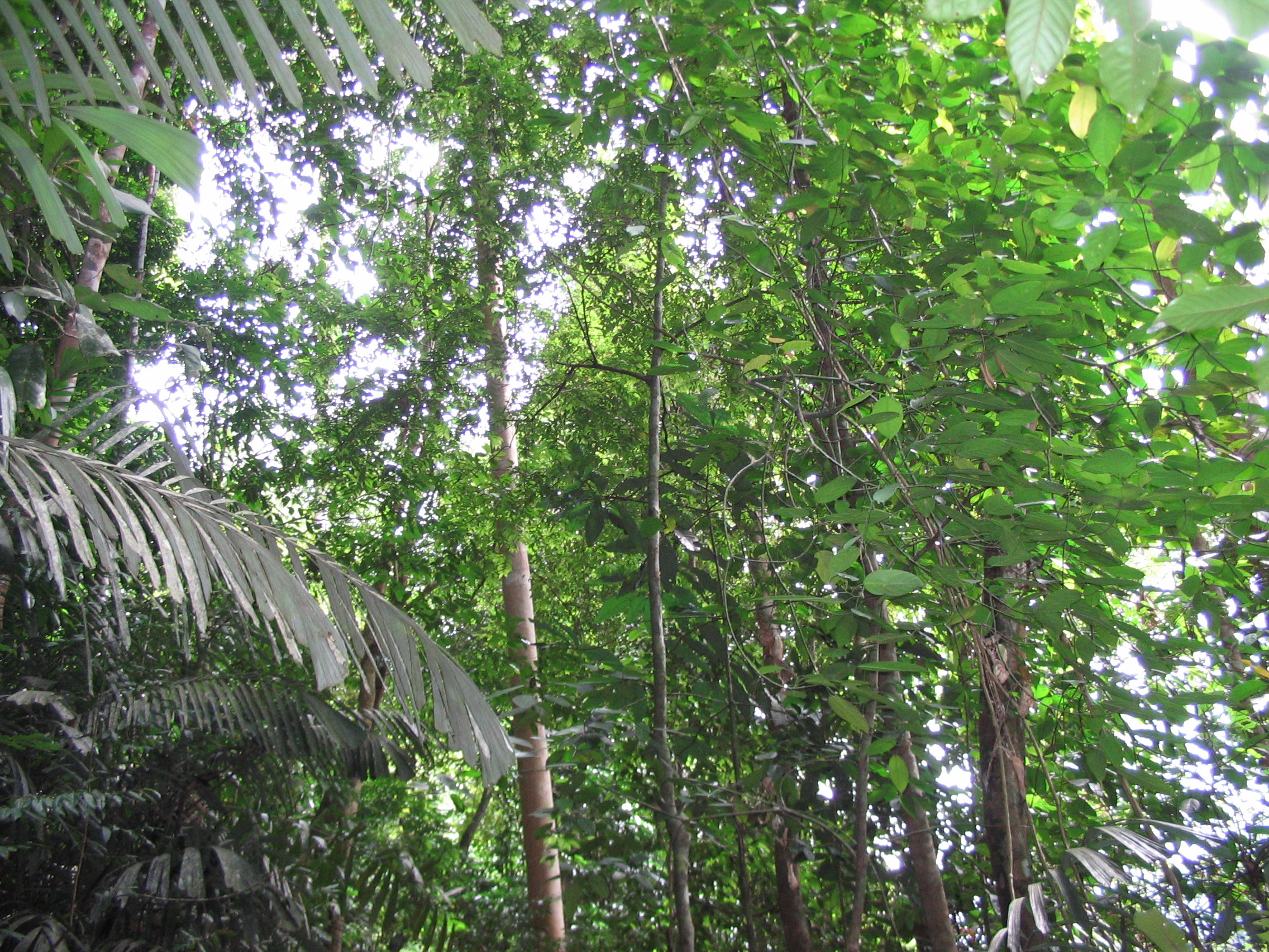 Tmn Negara national park 8