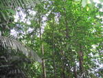 Tmn Negara national park 8
