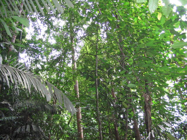 Tmn Negara national park 8