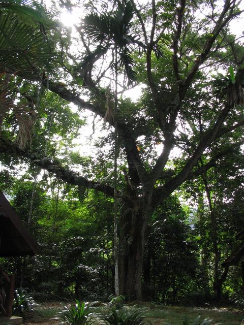 Tmn Negara national park trekking