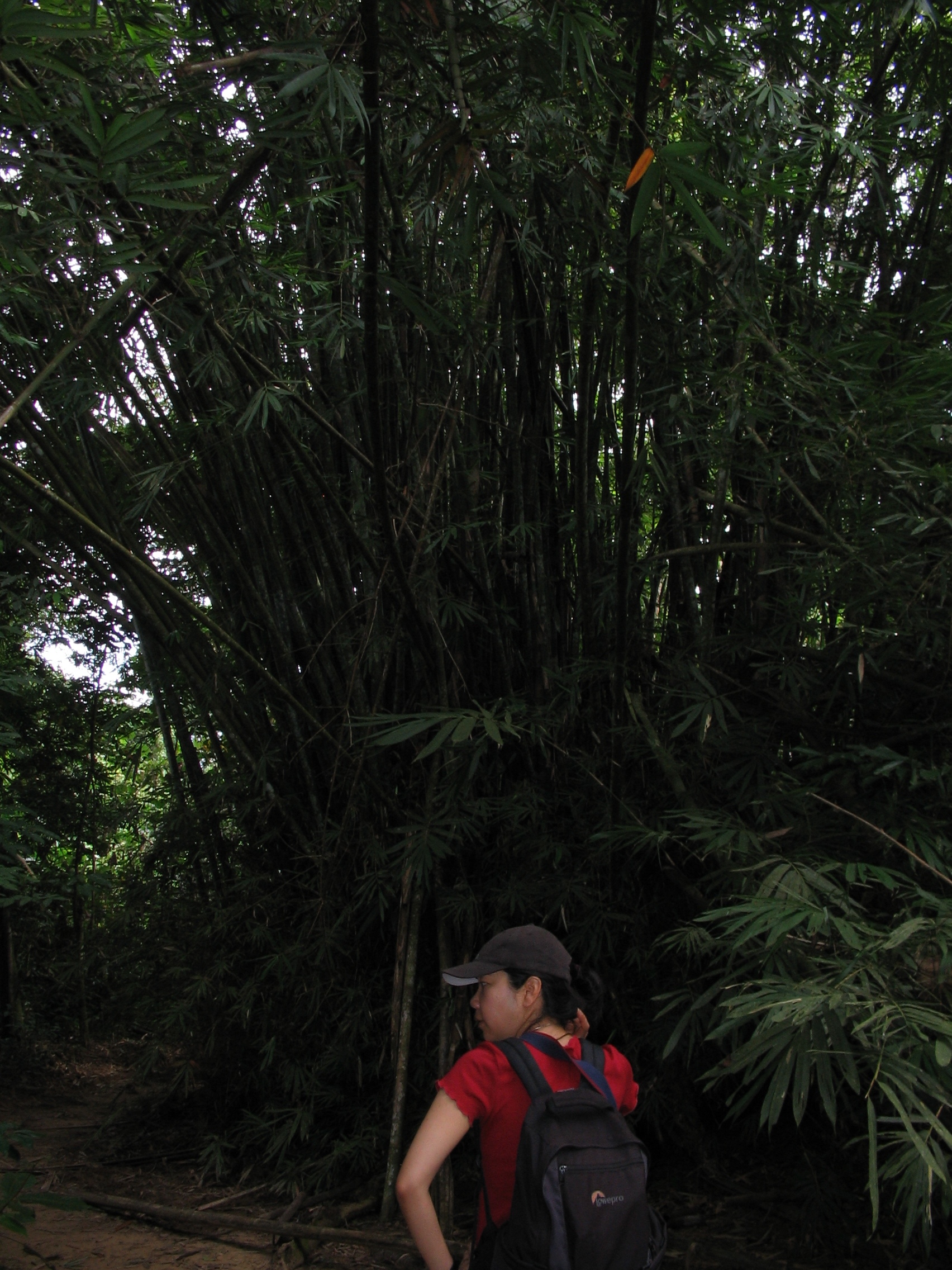 Tmn Negara national park trekking 2