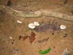 Tmn Negara national park wild mushrooms