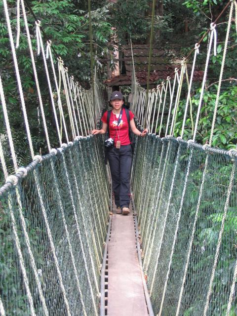 Tmn Negara national park-canopy walk 2