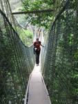 Tmn Negara national park-canopy walk 4