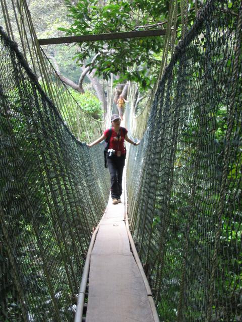 Tmn Negara national park-canopy walk 4