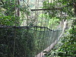Tmn Negara national park-canopy walk 5