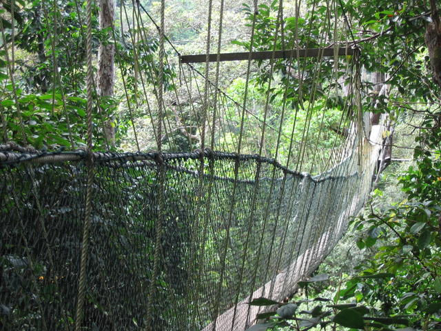 Tmn Negara national park-canopy walk 5
