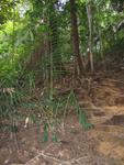 Tmn Negara national park-trek