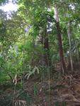 Tmn Negara national park-trek 2
