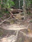 Tmn Negara national park-trek 3