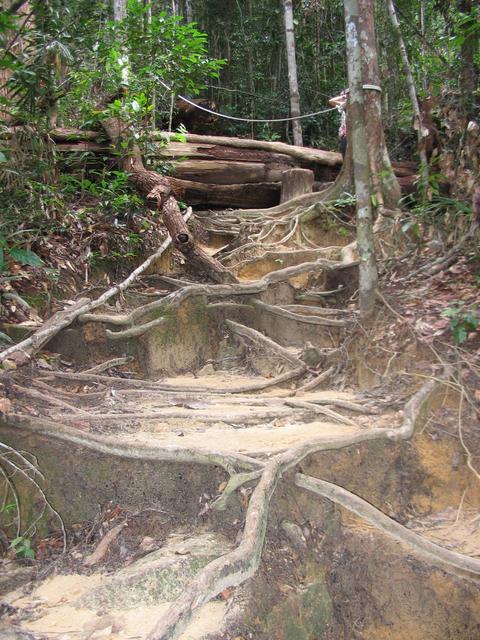 Tmn Negara national park-trek 3