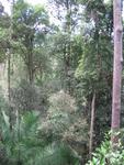 Tmn Negara national park-view fr canopy walk