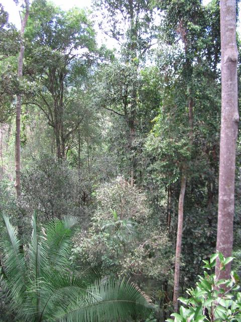Tmn Negara national park-view fr canopy walk