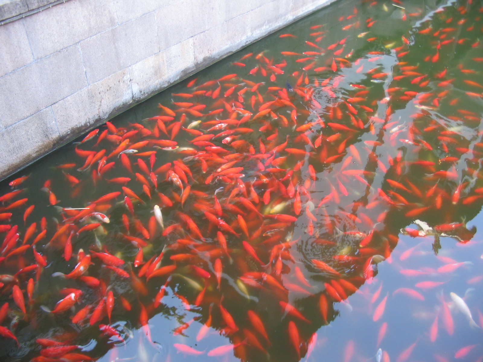 Yu Yuan Bazaar - Koi fish' pond