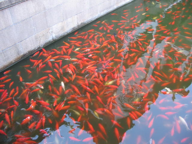Yu Yuan Bazaar - Koi fish' pond